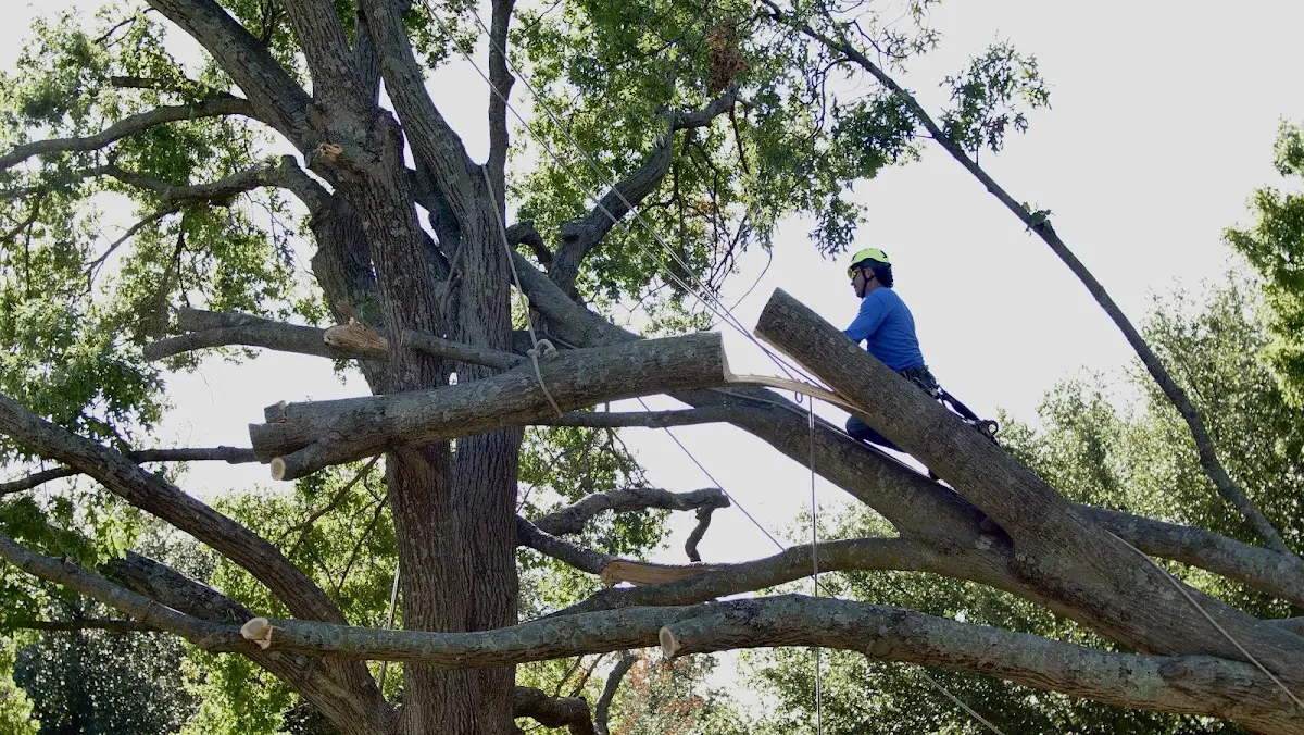 Professional Crown Thinning performed by certified arborists in Innis