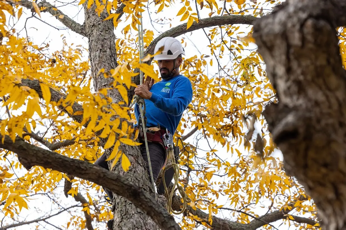 Skilled Tree Transplanting crew working in Innis