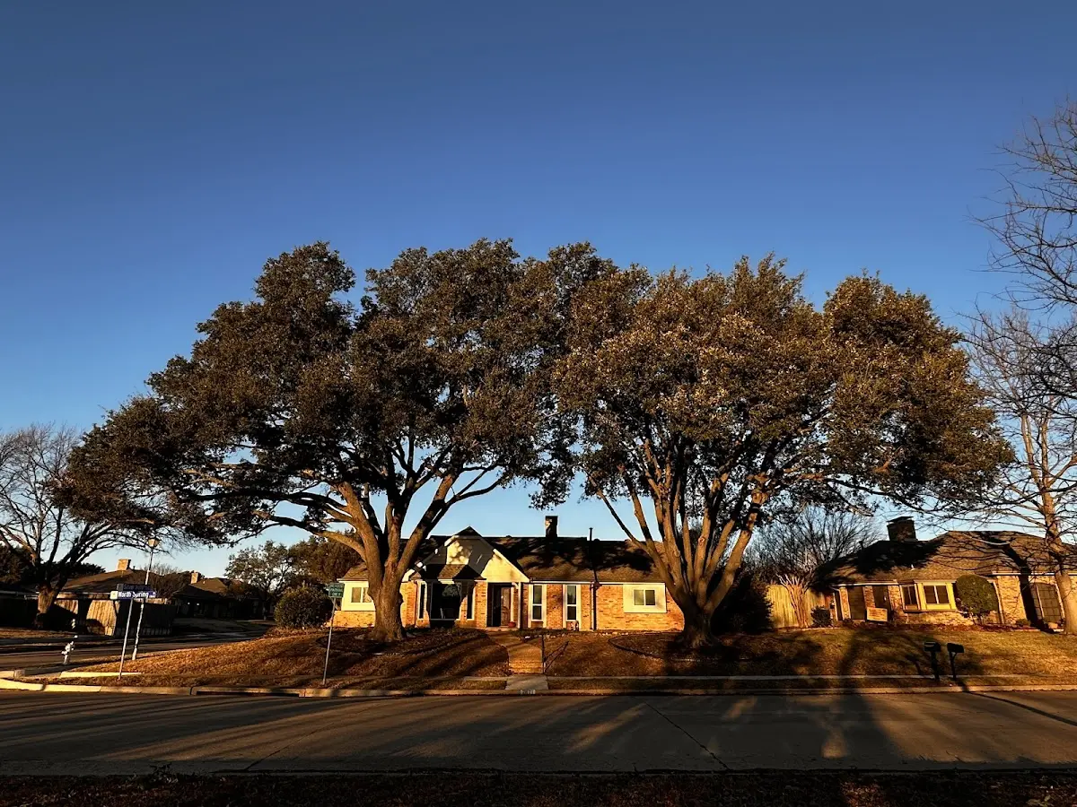 Established residential canopy tree shading a home in Innis